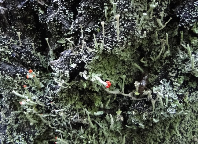lichen blooms